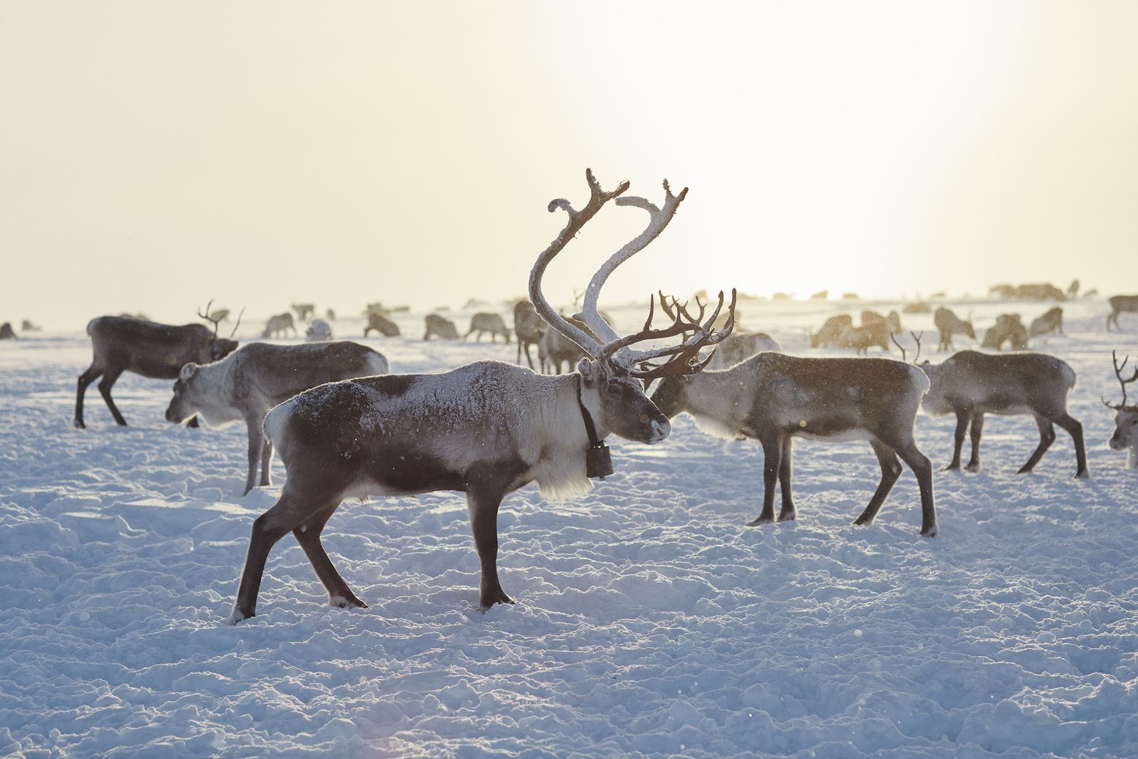 2f0248eccc60b29349ad12ecf0693d40 stolen kautokeinoinworld 153 marie louise 20somby netflix.jpg stolen kautokeinoinworld 153 marie louise 20somby netflix resultat