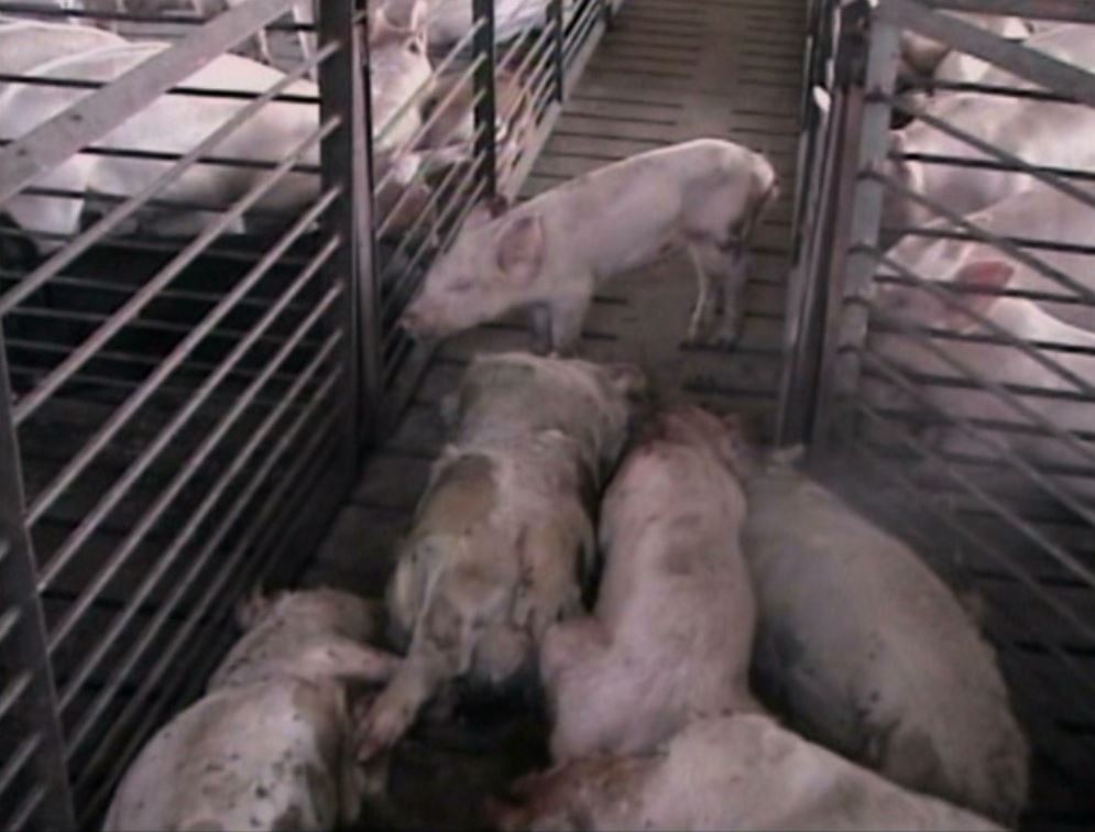 Eec780ba5c9859ac5a517b39e2d21bea earthlings