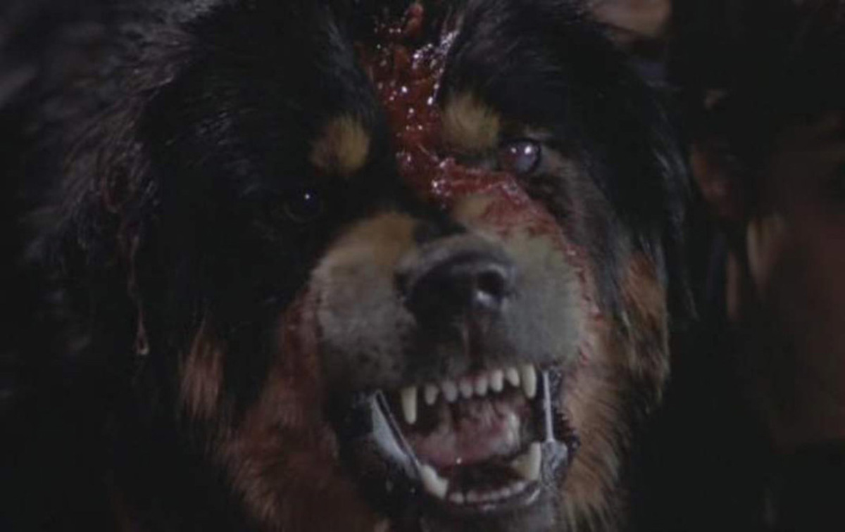 Large 1d8af34eb2227884095d61926338ba11 mans 20best 20friend