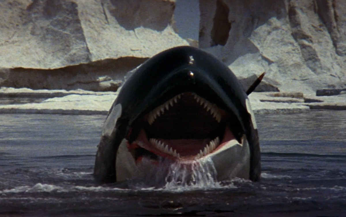 Large 1d8af34eb2227884095d61926338ba11 orca