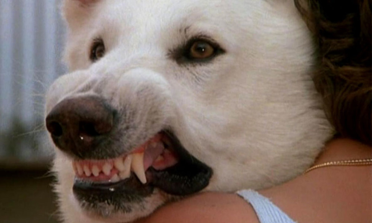 Large 2d98c472247775029d57a38930b9f839 vit 20hund