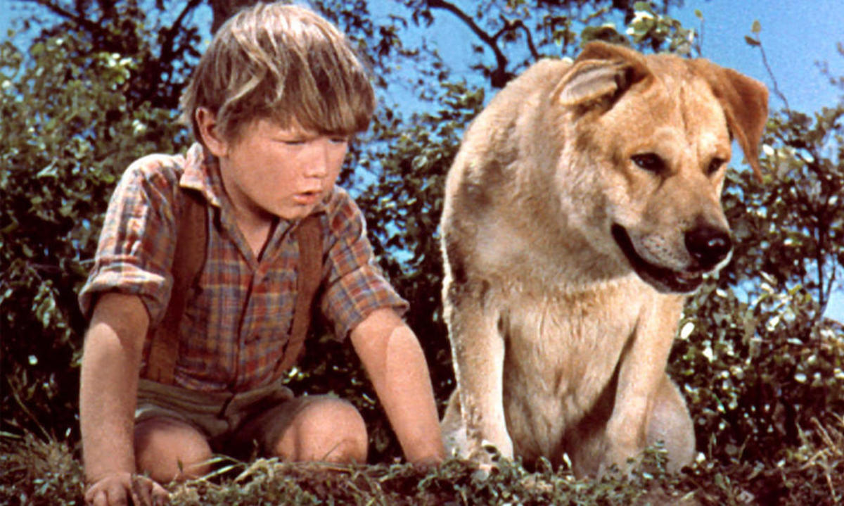 Large 5752a404dfbb29c9cb7f2af2dd1a945a oldyeller