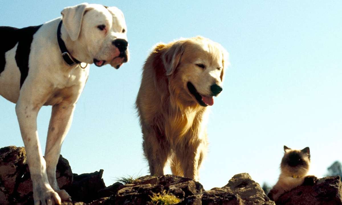 Large 5752a404dfbb29c9cb7f2af2dd1a945a den 20otroliga