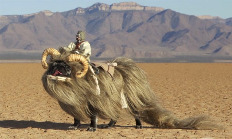 Medium 307ebea1f5a632459597e64b3b9b0a29 bantha pug