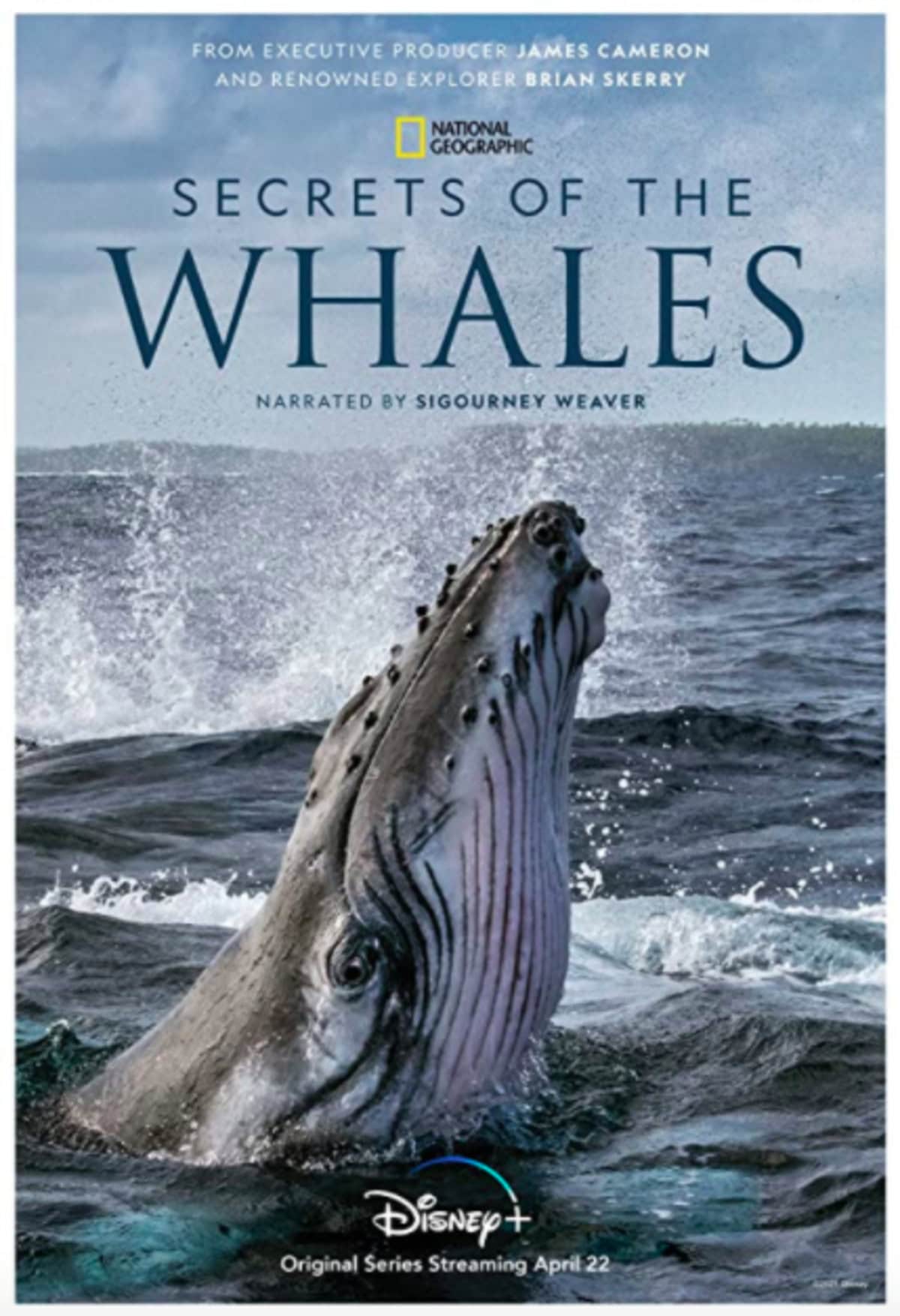 large_22d02c9507ff058930e561ae882c3fef-secrets-whales.png