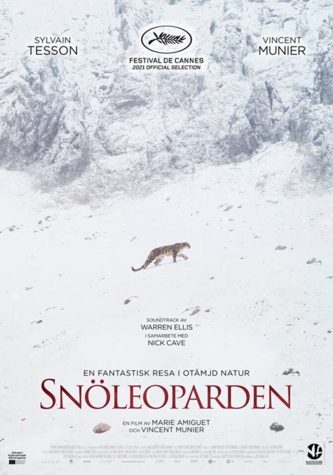Snöleoparden