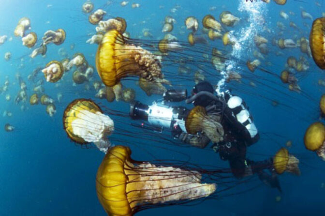 MovieZine bjuder på hyrfilmen ”Oceans”
