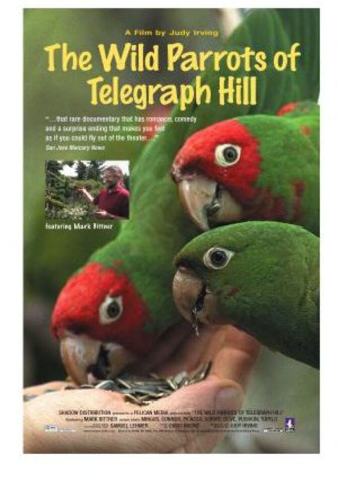 The Wild Parrots of Telegraph Hill