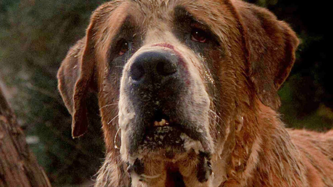 Galen hund till attack i oväntat effektiv Stephen King-filmatisering från 1983 – nu på TV4 Play Plus