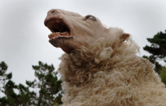 Fårskräck får uppföljare – ”Black Sheeps” visas på Monsters of Film
